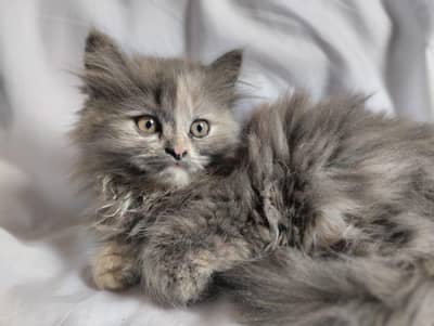 pair of Persian cats