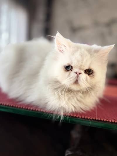 persian piki face kitten