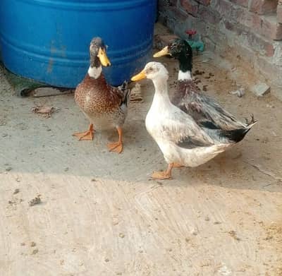 Ducks Pair for sale