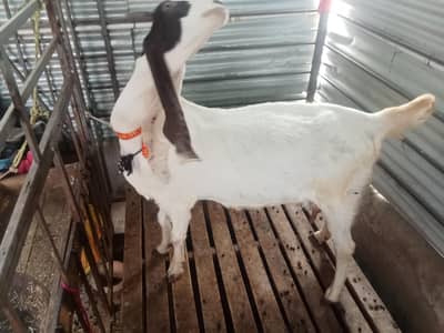 gulabi ablack female tayar 4 monthe gabban