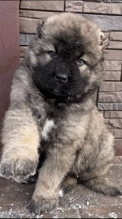 IMPORTED CAUCASIAN SHEPHERD PUPPIES - TOP QUALITY - HIGHLY PEDIGREED