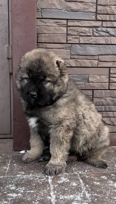 IMPORTED CAUCASIAN SHEPHERD PUPPIES - TOP QUALITY - HIGHLY PEDIGREED