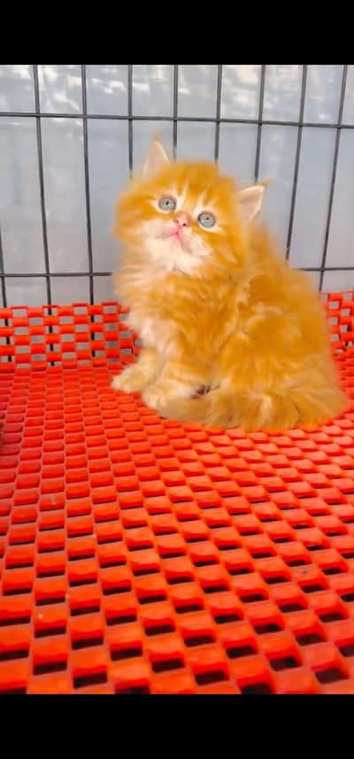 Quality Persian Punch face cat & kitten =03065316938=Whatsapp