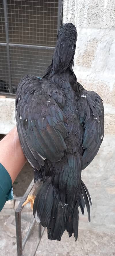 Aseel Pair and chiks