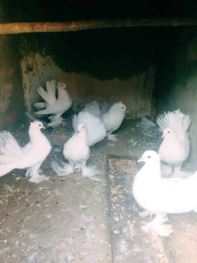 7out class laky kabutar