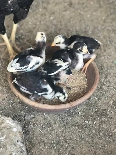 High quality lassani chick's