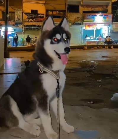 Siberian Husky