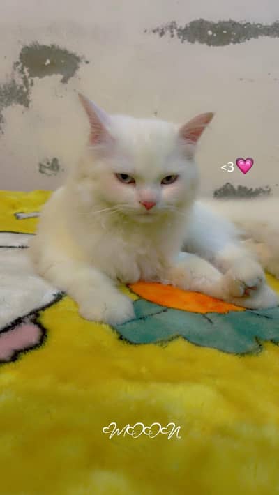 Cat available for cross breed