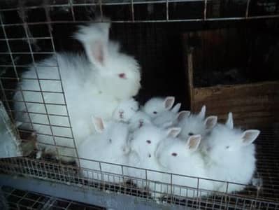 lionhead angora bunnies pair