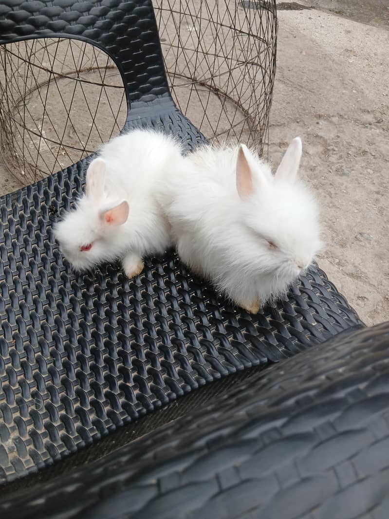 lionhead angora bunnies pair - Rabbits - 1109880871