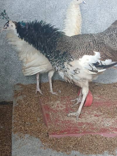 Peacock  pair reasonable price