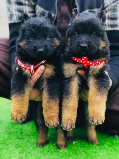 German Shepherd | German Shepherd Puppies | Long Coat Puppies | GSD
