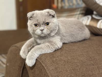 Scottish fold kitten