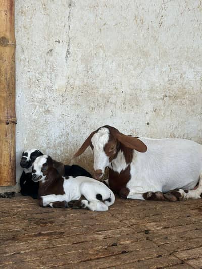 Teddy female bakri with 2 babies for sale