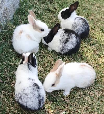 Rabbits