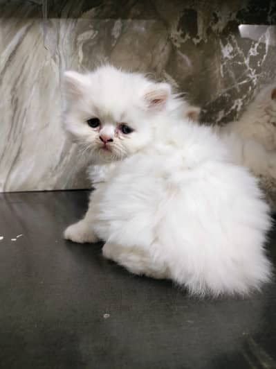 Persian Kitten | pike face kittens | triple coated | Punch face | Cat