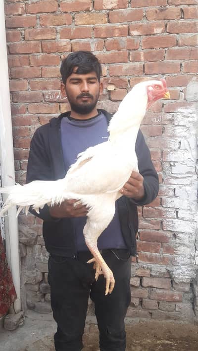 White king german shamo | shamo Chick | White shamo | King shamo Chick