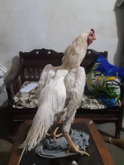 White king german shamo pair | White shamo pair | White king shamo |