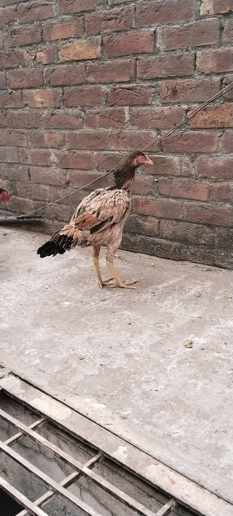 for sale morga and morgi - Hens - 1109880827