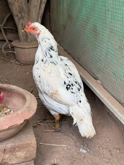 Mianwali Zero Size Madi