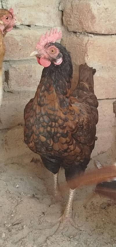 healthy and active desi murgi