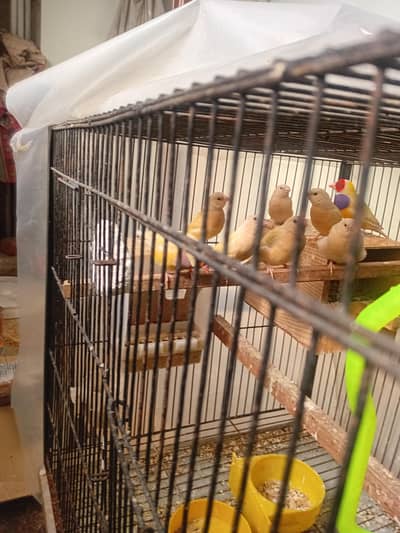 gouldian chiks and strawberry finches