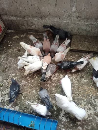 urgent sal 0302-7206828 Whatsapp number