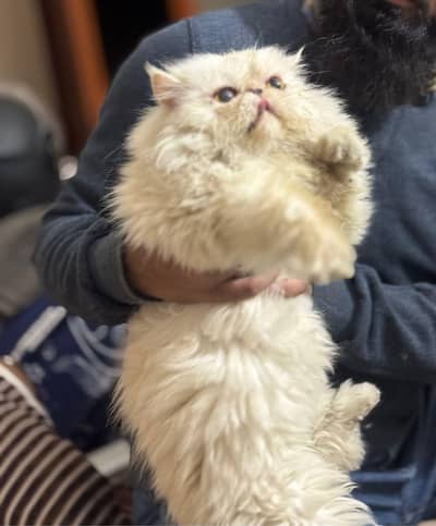 Persian Cat (Peki Face)