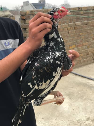 mazboot hadi jor han price sab ki different ha number  0317.96. 82.115