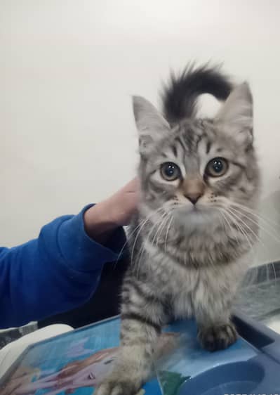 Male kitten for sale