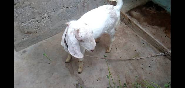 bakra hai tapra 12mahiny ka