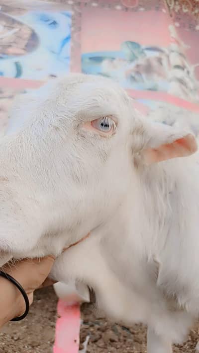 Full Gulabi Vip Palne Wali Cheez Hay 0/3/3/6/8/0/6/9/6/7/5