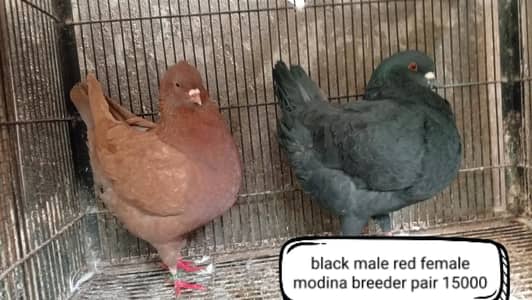 fancy pigeon | kabutar| Jacobin|  frillback saddle | amarican fantail|