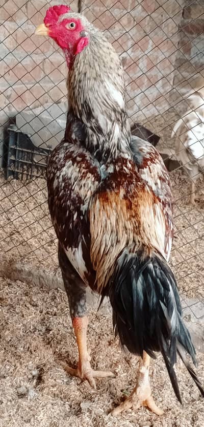 Aseel and golden Machri Males