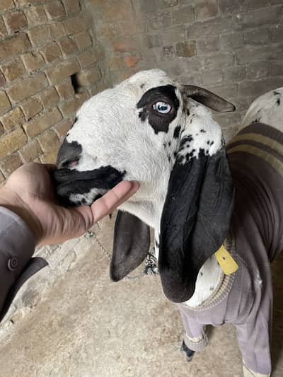 Makhi cheeni top class ghaban bakri