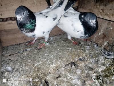 Parwazi/Breeder Teedy Pair