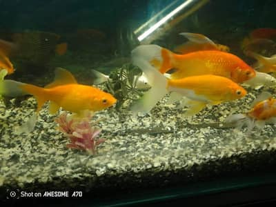 Single Tail Goldfish pairs for sale