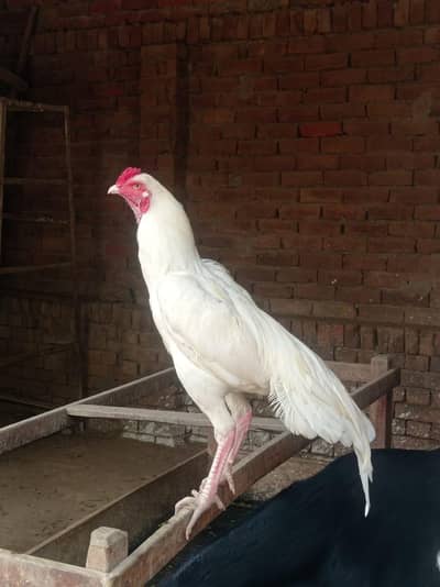Heera breeder pair male 3kg weight long height