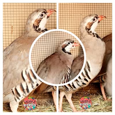 Chakur Pairs For Sale