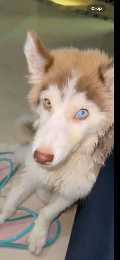 Teddy coated Siberian husky