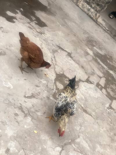 2pair Hen and ruster انڈے دینے والی مرغی اور ساتھ ایک مرغا برائے فروخت
