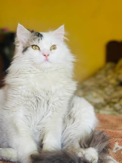 Turkish Angora Male