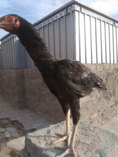 Lasani patha and mianwali aseel chicks