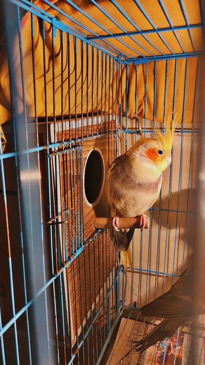 breeder pair for sell