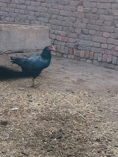 Aseel mushki murghi for sale exchange possible