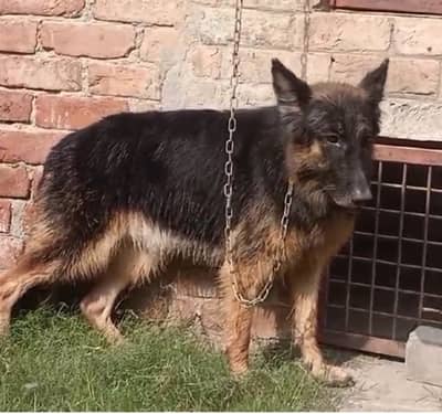 Breeder female available for sale location lahore