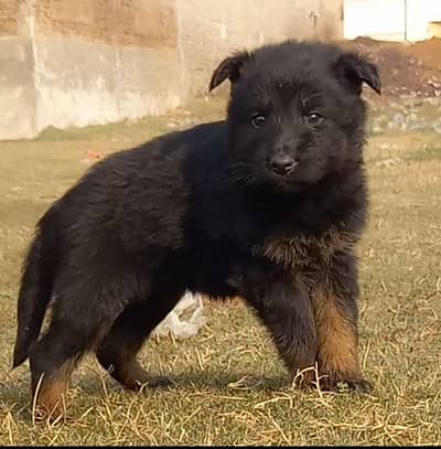 German Shepherd puppies for sale