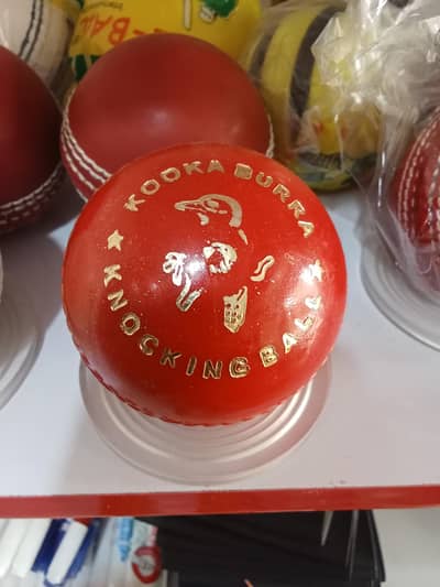 Kokka burra knocking  hard ball