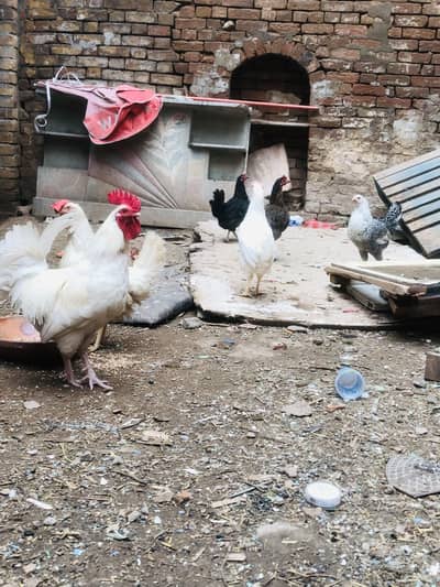 Desi 7 piece set for sale