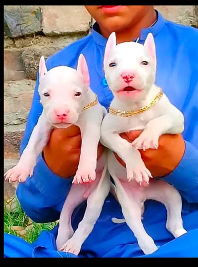 Kuhati Gultair Dog | Pink Nose | Kuhati Gultair | Dog For Sale